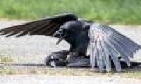 Reasons for crow mating with the same type