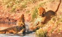 Recklessly stealing the crocodile's bait, the jaguar almost died