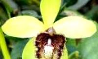 Recognize a new species of Vanilla orchid for Vietnamese flora