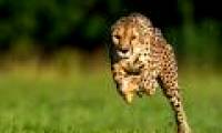 Record breaking jaguars run the fastest in the world