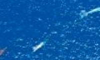 Record the image of the world's largest blue whale