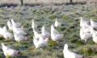 Red alert bird flu in Hong Kong