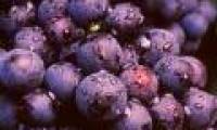 Red grapes are very good for cardiovascular patients