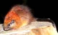 Red head mouse 're-exported' after more than 100 years