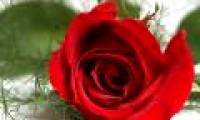 Red weapon of roses