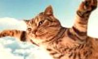 Reddit forum boss revealed why the netizens are crazy about cats