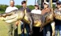 Re-front the giant crocodile, an incredible big one