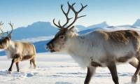 Reindeer can change eye color to 'match' the long winter months