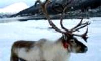 Reindeer changes the seasonal eye color