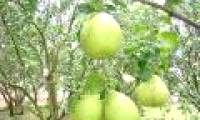 'Rejuvenation' Nam Roi pomelo - increase economic efficiency