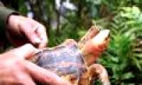 Release two precious turtles to the nature reserve