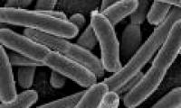 'Reprogramming' E.Coli bacteria to fight ... cancer