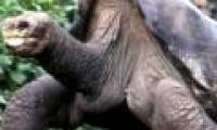 Reptiles in danger of extinction