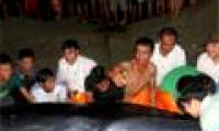 Rescue 2 ton whales stranded on Co To island