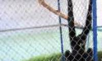 Rescue a rare and precious black cheeked gibbon