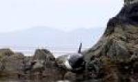 Rescue killer killer whales on the rocks