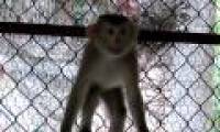 Rescue pig-tailed monkey