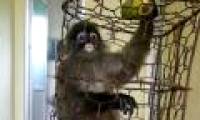 Rescue precious langurs in Yen Bai