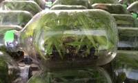 'Rescuing' ginseng with tissue culture