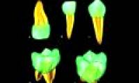 Research evolved through teeth 30,000 years ago