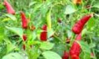 Research genes to breed more spicy peppers