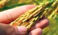 Research high yielding seeds