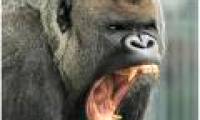 Research on canine strength of primates