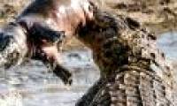 Research proves that crocodile legend