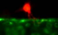 Reveal how cancer cells metastasize in the human body