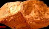 Reveal shock from strange creatures 70 million years old: Earth rotates differently than the present
