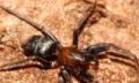 Reveal the male spider's cause of eating mates