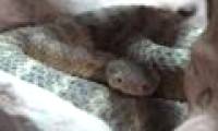 Reveal the secret inside the rattlesnake tail