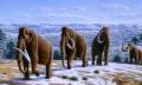 Reveal the true cause of the mammoth extinction