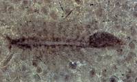 Revealing a 100-million-year-old asexual shrimp species