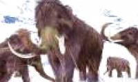 Revealing how extinct 'dodge' mammoths lived for 10,000 years
