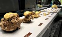 Revealing important secrets about human evolution