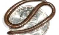 Revealing secrets of snakes