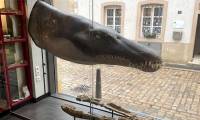 Revealing the Jurassic 'ocean lord' with a 6m long body