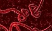 Revealing the mysterious transformation ability of Ebola virus