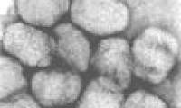 Revive the 700-year-old virus