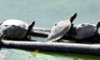 Reviving extinct turtles in the wild