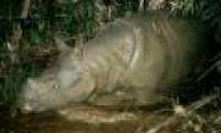 Rhino image of a horn shot in the leg