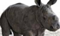 Rhino is a rare white color born