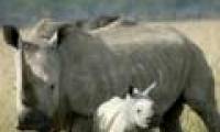 Rhino protection campaign