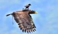 Riding 'riding' birds on the air
