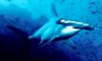 Risk of threatening new shark species