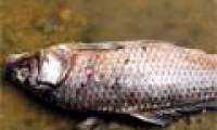 River fish die mass in China