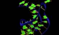 RNA molecules work as a security system at the cellular level