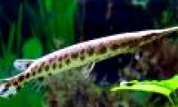Rocket crocodile - the largest freshwater fish in North America