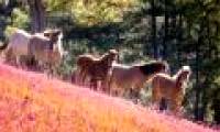 Romantic rose grass hill in Da Lat